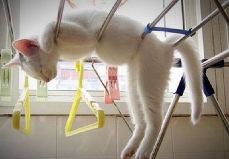 Katze: Ich häng hier mal so ab.