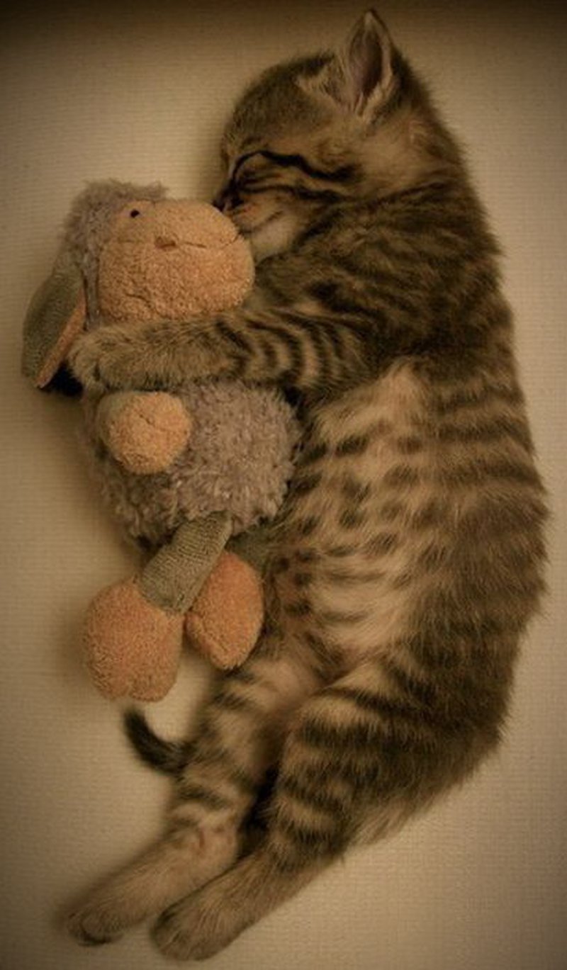 Nicht nur Kinder brauchen beim Einschlafen ein Kuscheltier, auch dieses Katzenjunge benötigt Trost beim Einschlafen. 