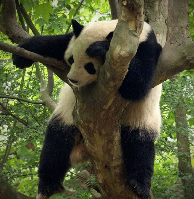 Schlafender Panda – ein Zustand völliger Erschöpfung. 