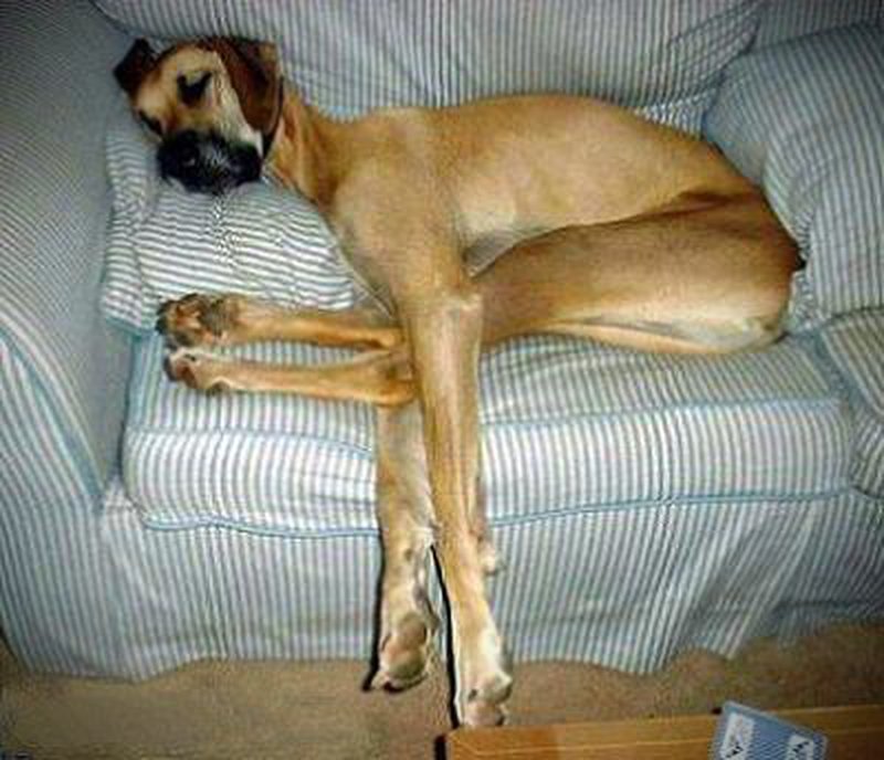 Yoga-Position oder einfach nur ein schlafender Hund?