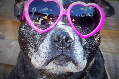 So verliebt – Hund mit Atzen-Brille