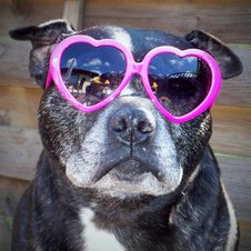 So verliebt – Hund mit Atzen-Brille