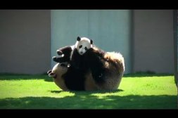Pandabär-Mama spielt mit ihrem Baby
