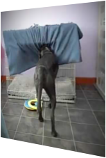 Frierender Hund wickelt sich in seine Decke