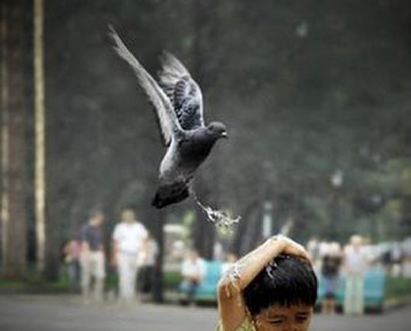 Taube attackiert Jungen