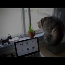 Katzenkampf am Fenster
