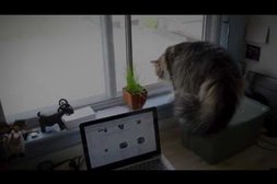 Katzenkampf am Fenster
